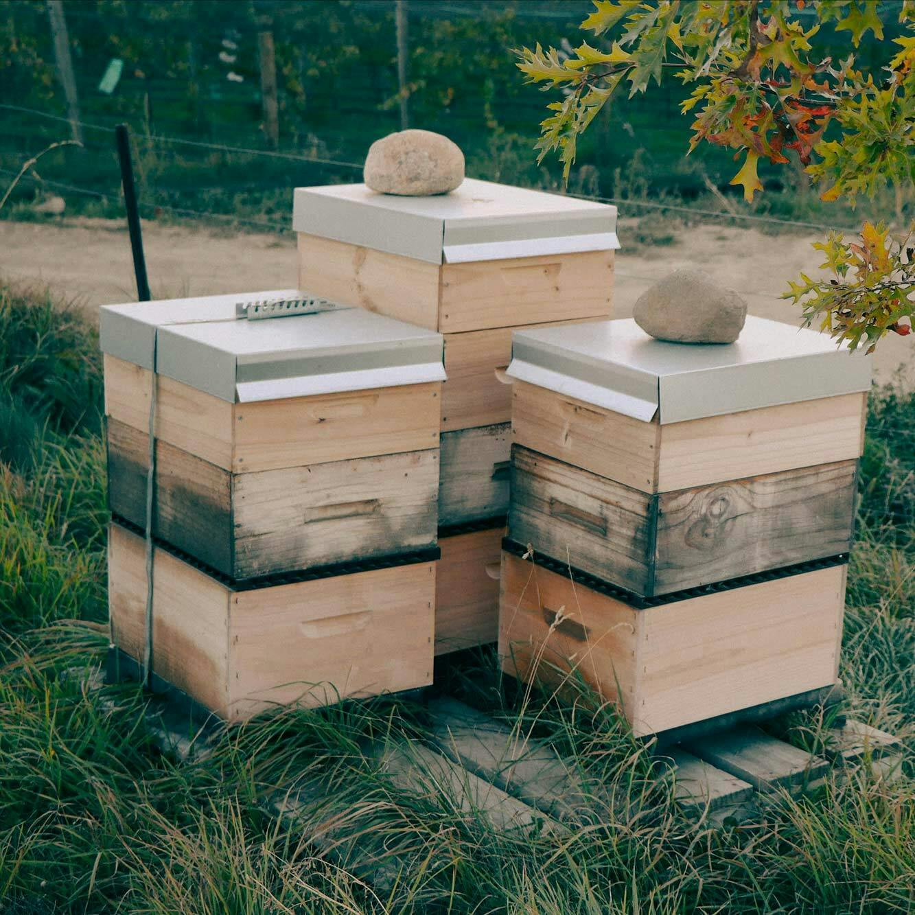 Domaine Thomson beehives29