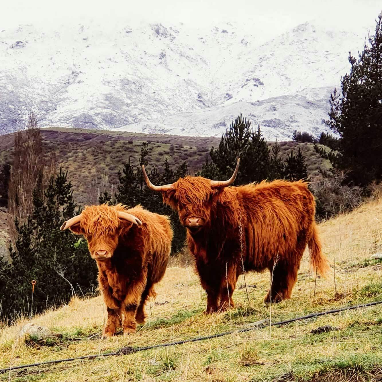 Hairy Cows at Domaine Thomson29