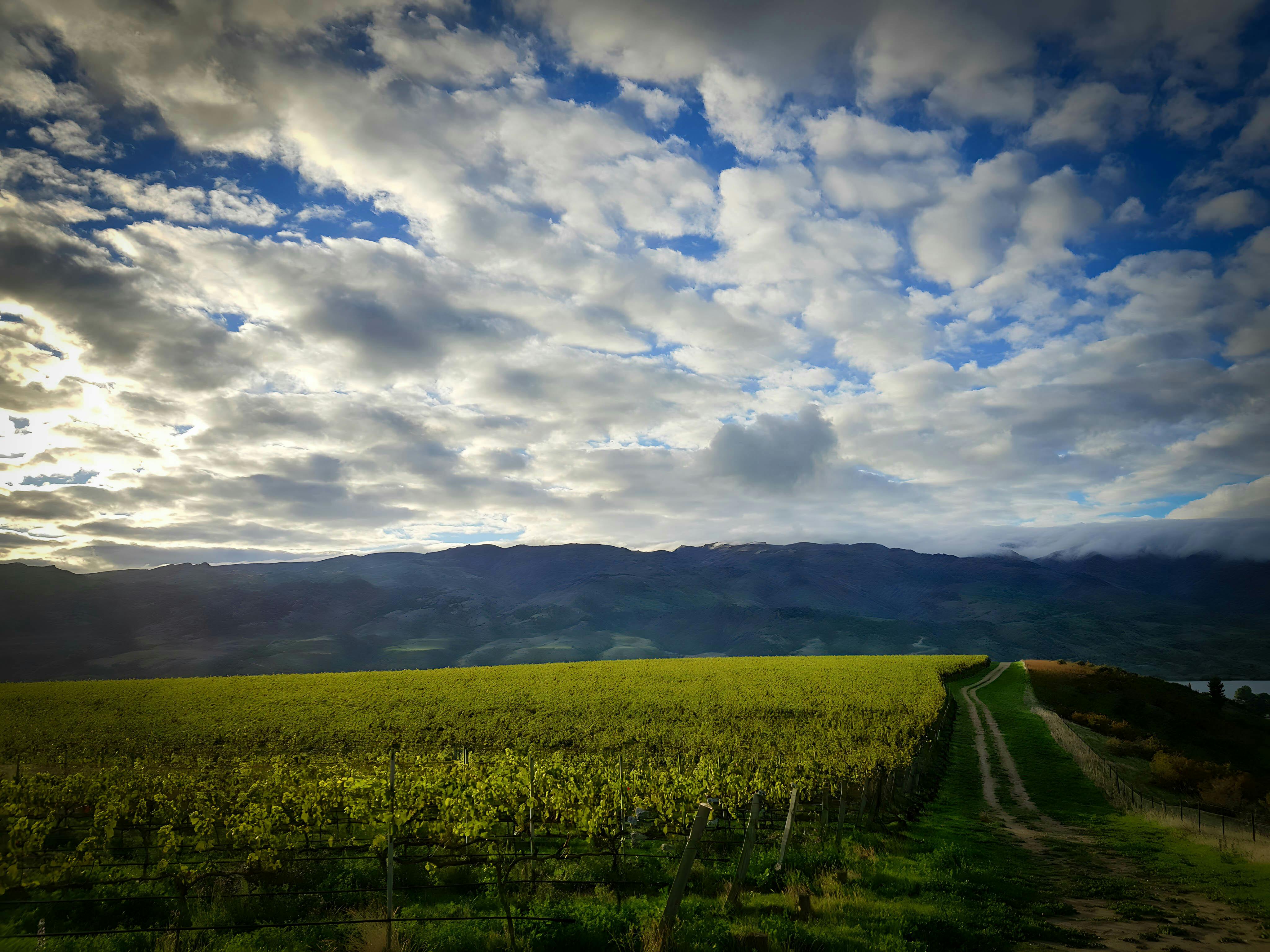 Moon Block Domaine Thomson Wines remini enhanced 2