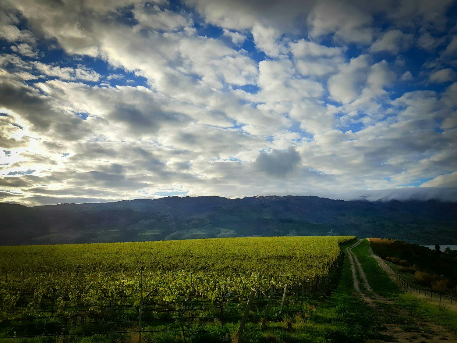 Moon Block Domaine Thomson Wines remini enhanced 229