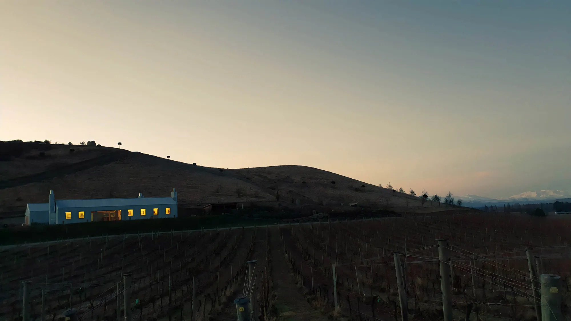 Vineyards29